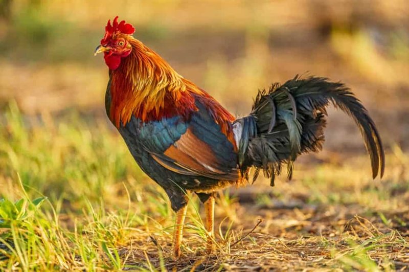 Where To Spot The Chicken: Global Habitats And Ranges