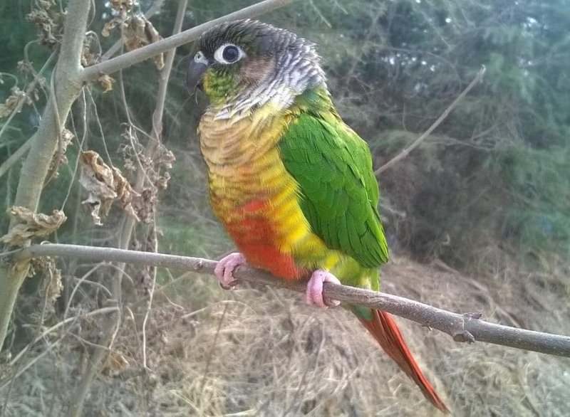 Where To Spot The Conure: Global Habitats And Ranges