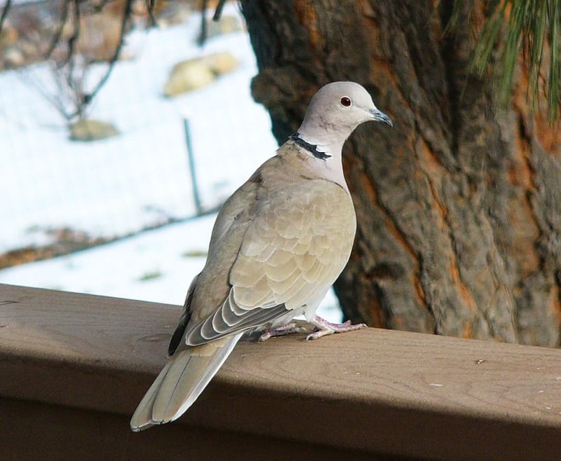 Where To Spot The Dove: Global Habitats And Ranges