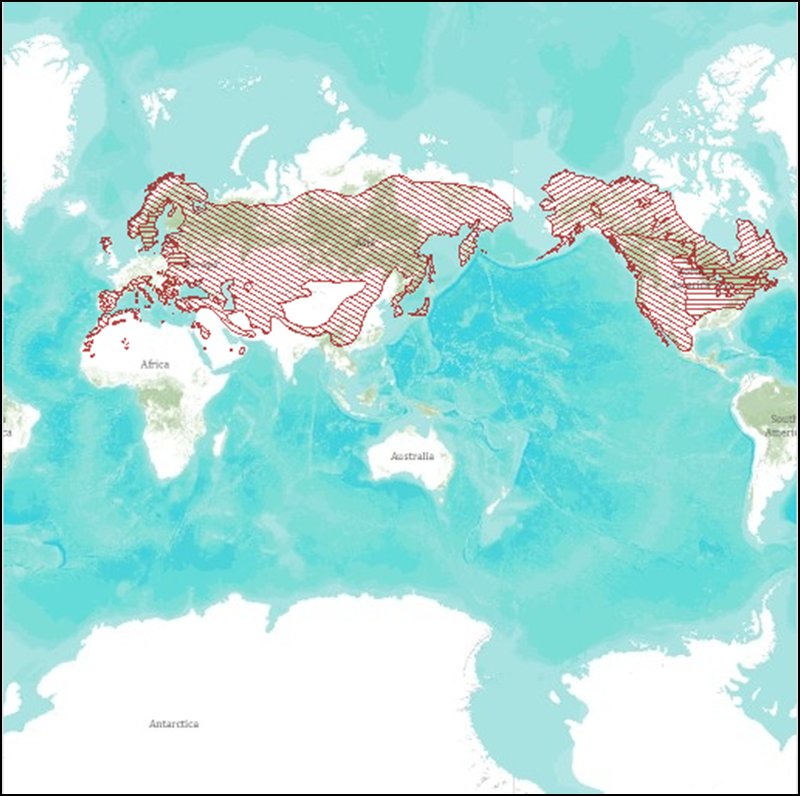 Where To Spot The Eagle: Global Habitats And Ranges
