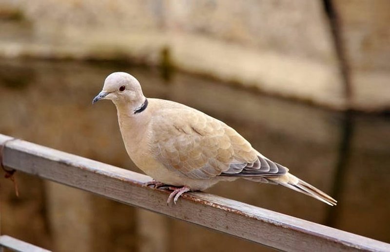 Where To Spot The Eurasian Collared Dove: Global Habitats And Ranges