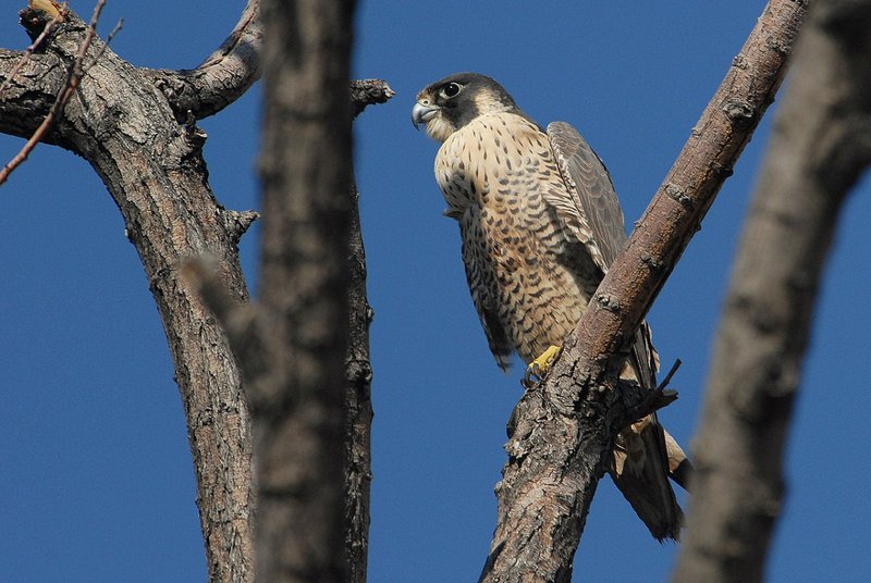 Where To Spot The Falcon: Global Habitats And Ranges