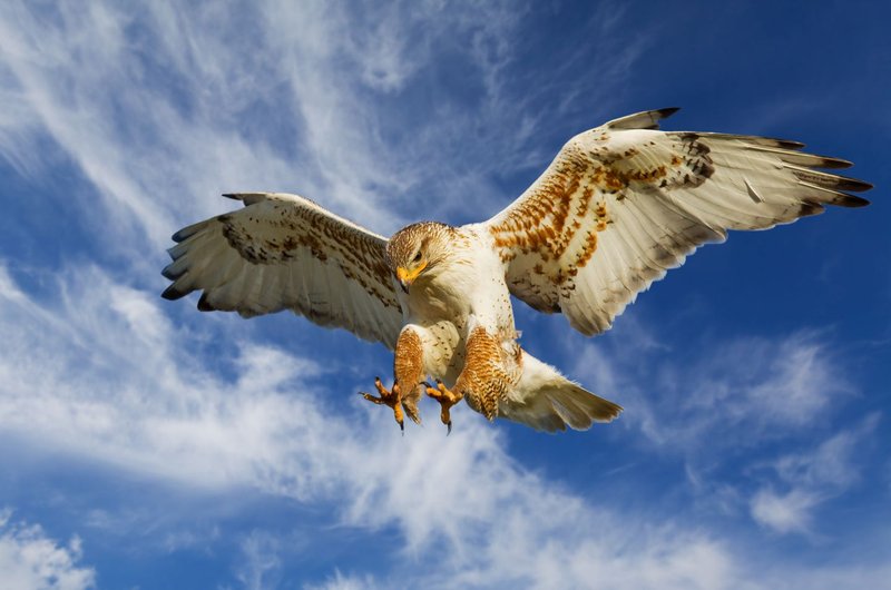 Where To Spot The Ferruginous Hawk: Global Habitats And Ranges