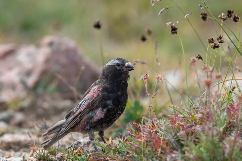 Where To Spot The Finch: Global Habitats And Ranges