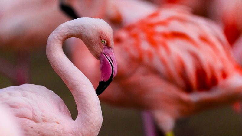 Where To Spot The Flamingo: Global Habitats And Ranges