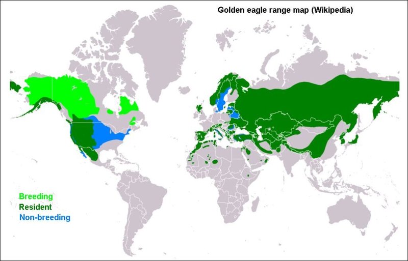 Where To Spot The Golden Eagle: Global Habitats And Ranges