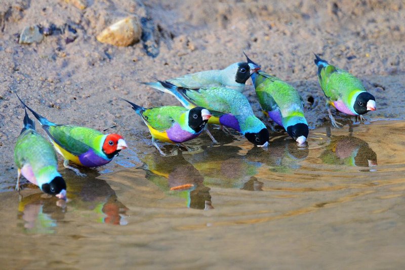Where To Spot The Gouldian Finch: Global Habitats And Ranges