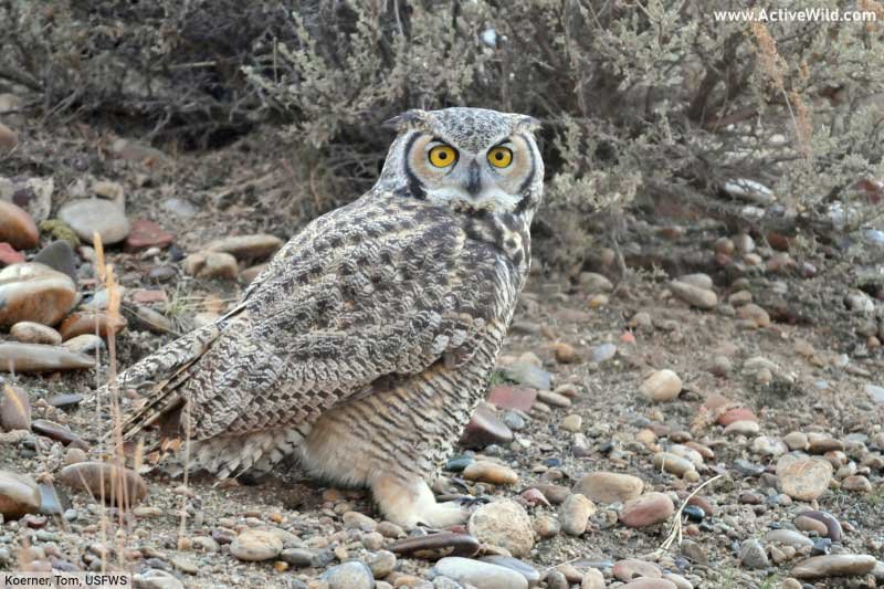Where To Spot The Great Horned Owl: Global Habitats And Ranges