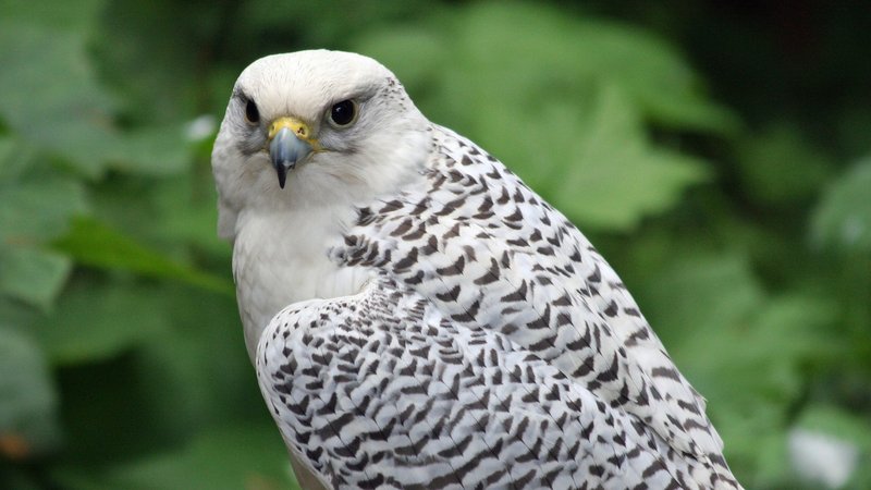 Where To Spot The Gyrfalcon: Global Habitats And Ranges