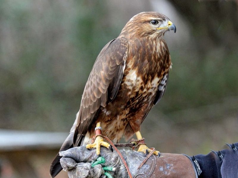 Where To Spot The Hawk: Global Habitats And Ranges