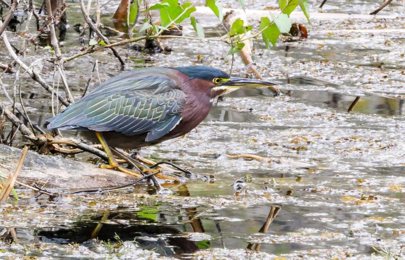 Where To Spot The Heron: Global Habitats And Ranges