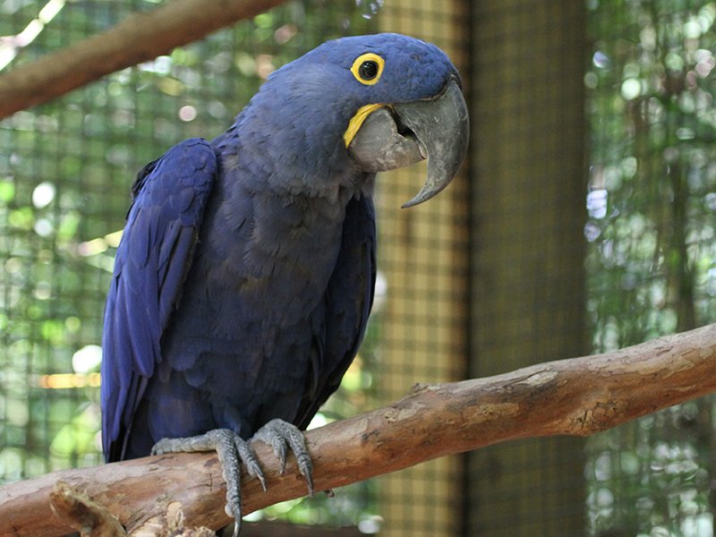 Where To Spot The Hyacinth Macaw: Global Habitats And Ranges