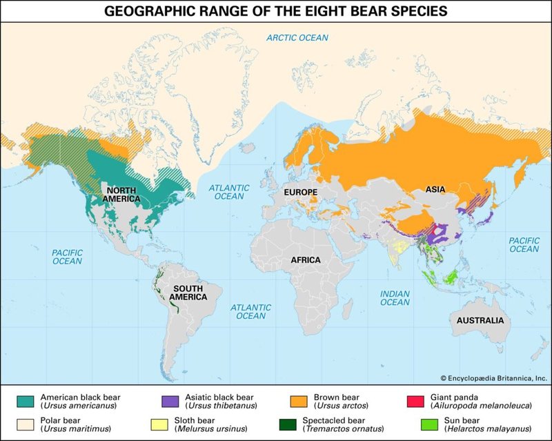 Where To Spot The Leghorn: Global Habitats And Ranges