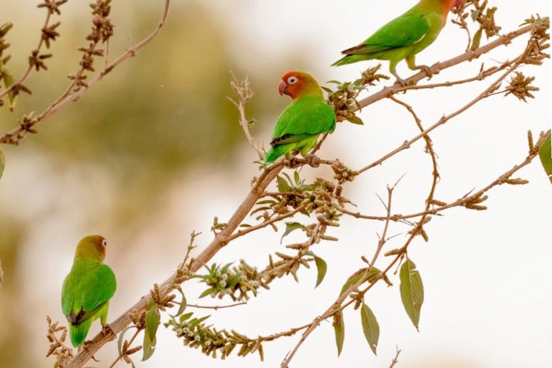 Where To Spot The Lovebird: Global Habitats And Ranges