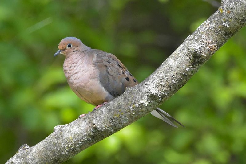 Where To Spot The Mourning Dove: Global Habitats And Ranges