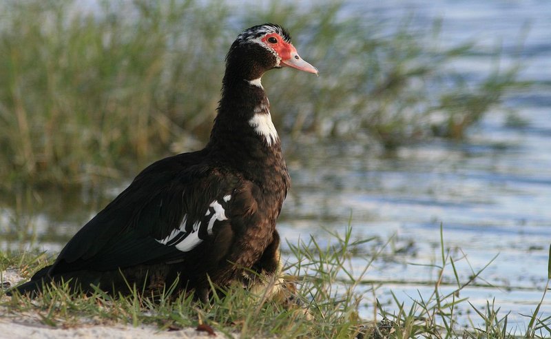 Where To Spot The Muscovy Duck: Global Habitats And Ranges