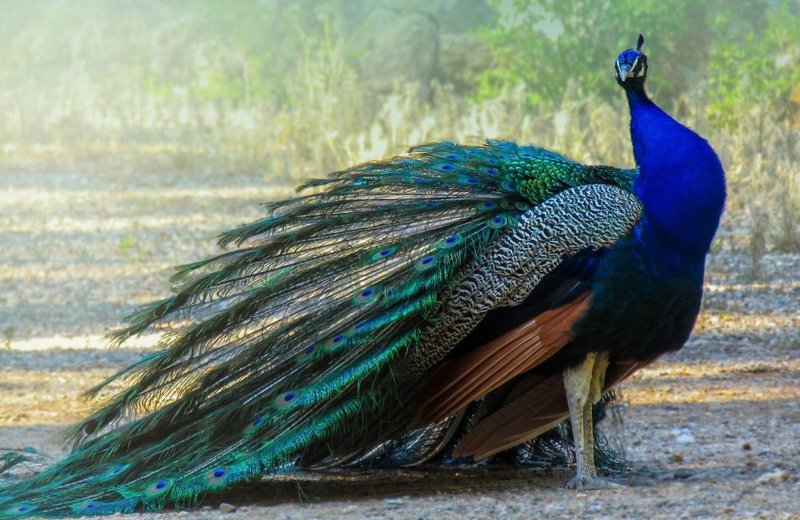 Where To Spot The Peacock: Global Habitats And Ranges