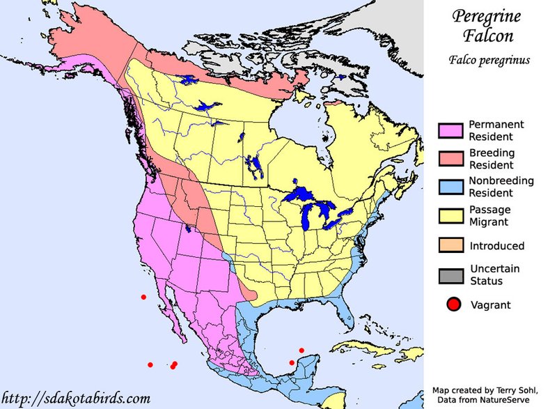 Where To Spot The Peregrine Falcon: Global Habitats And Ranges