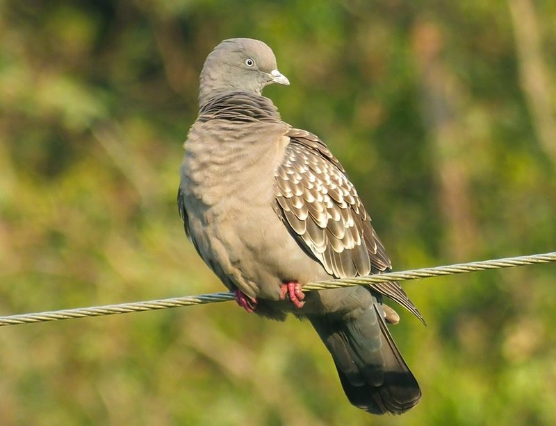 Where To Spot The Pigeon: Global Habitats And Ranges