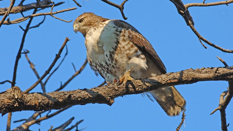 Where To Spot The Red-Tailed Hawk: Global Habitats And Ranges