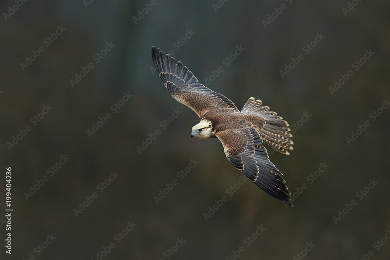 Where To Spot The Saker Falcon: Global Habitats And Ranges