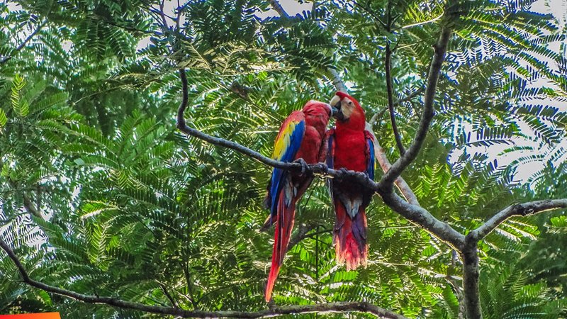 Where To Spot The Scarlet Macaw: Global Habitats And Ranges