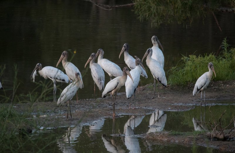 Where To Spot The Stork: Global Habitats And Ranges