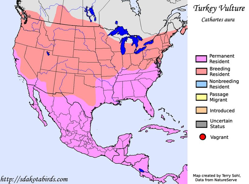 Where To Spot The Turkey Vulture: Global Habitats And Ranges