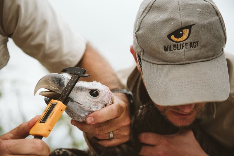 Where To Spot The Vulture: Global Habitats And Ranges