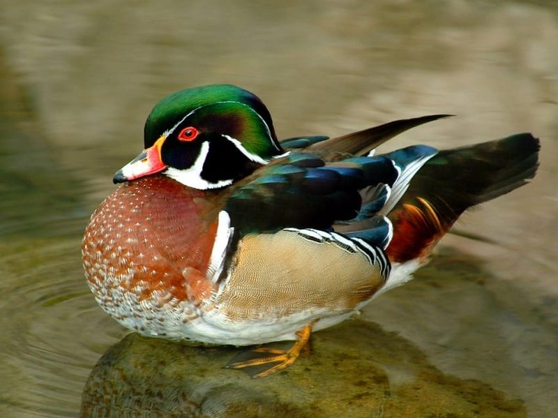 Where To Spot The Wood Duck: Global Habitats And Ranges