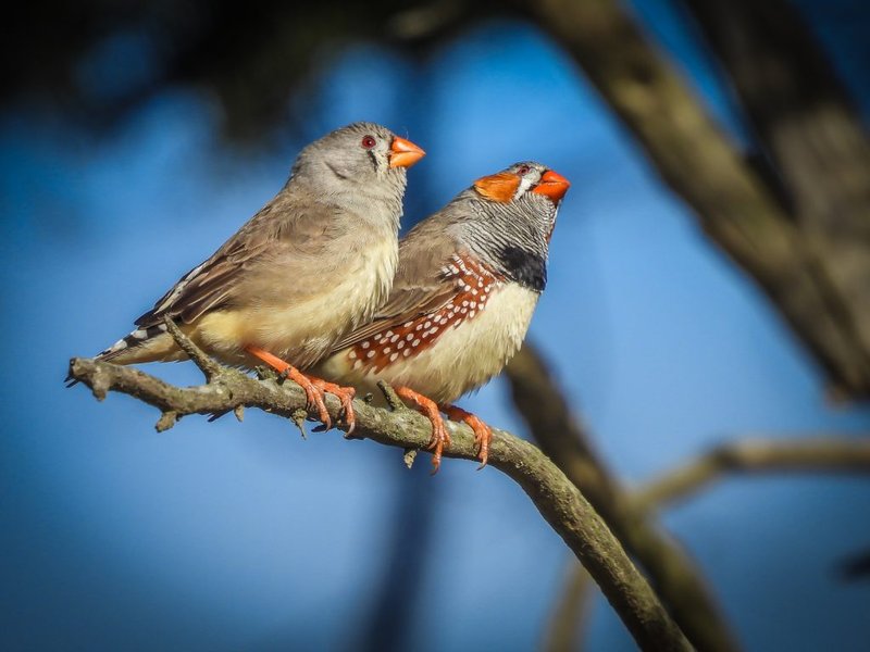 Where To Spot The Zebra Finch: Global Habitats And Ranges