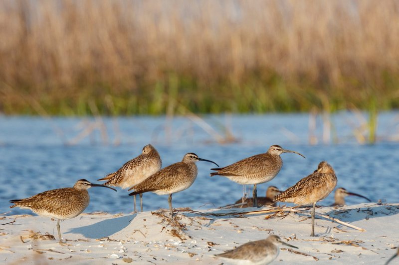 Whimbrel