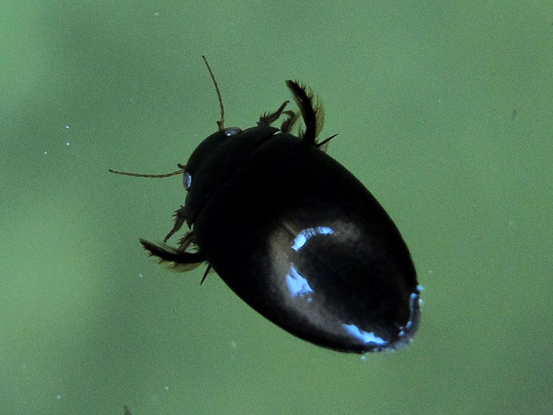 Whirligig Beetle