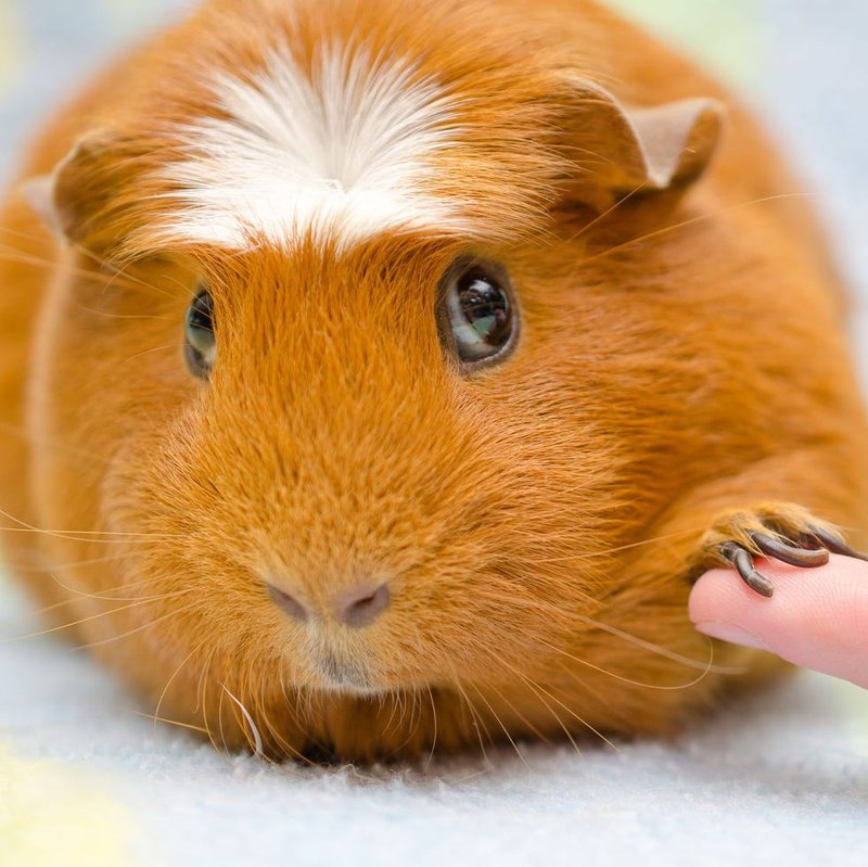 White Crested Guinea Pig Overview: Appearance, Personality, And Grooming Needs