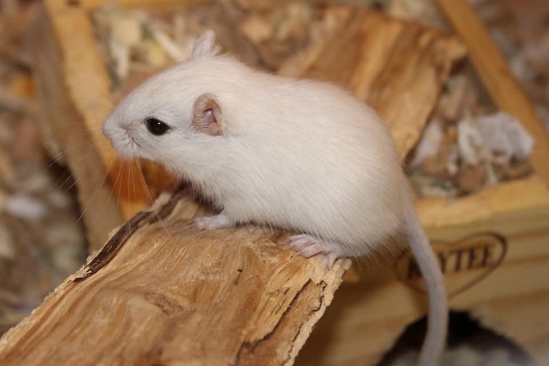 White Gerbil Overview: Traits, Temperament, And Color