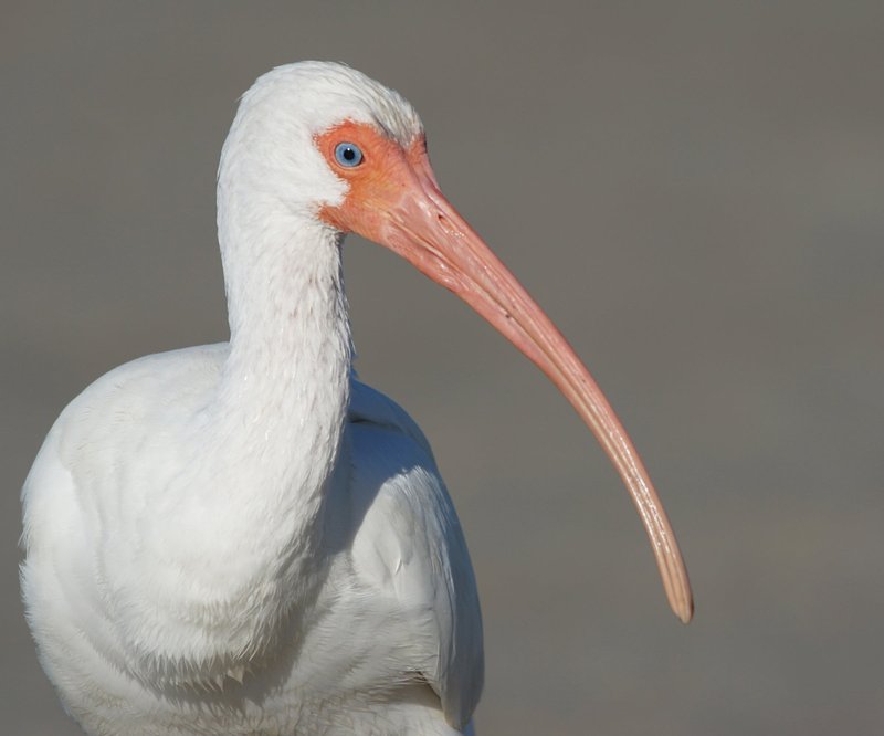 White Ibis