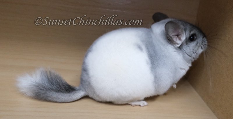 White Mosaic Chinchilla Overview: Appearance, Traits, And Temperament