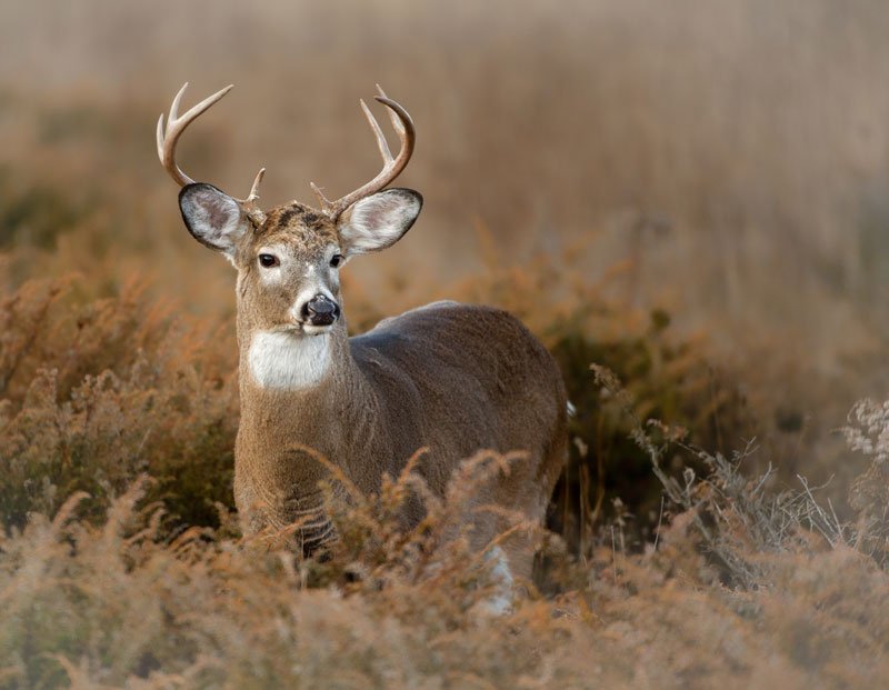White-Tailed Deer