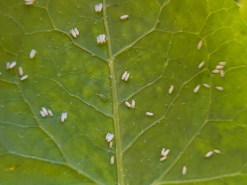 Whitefly