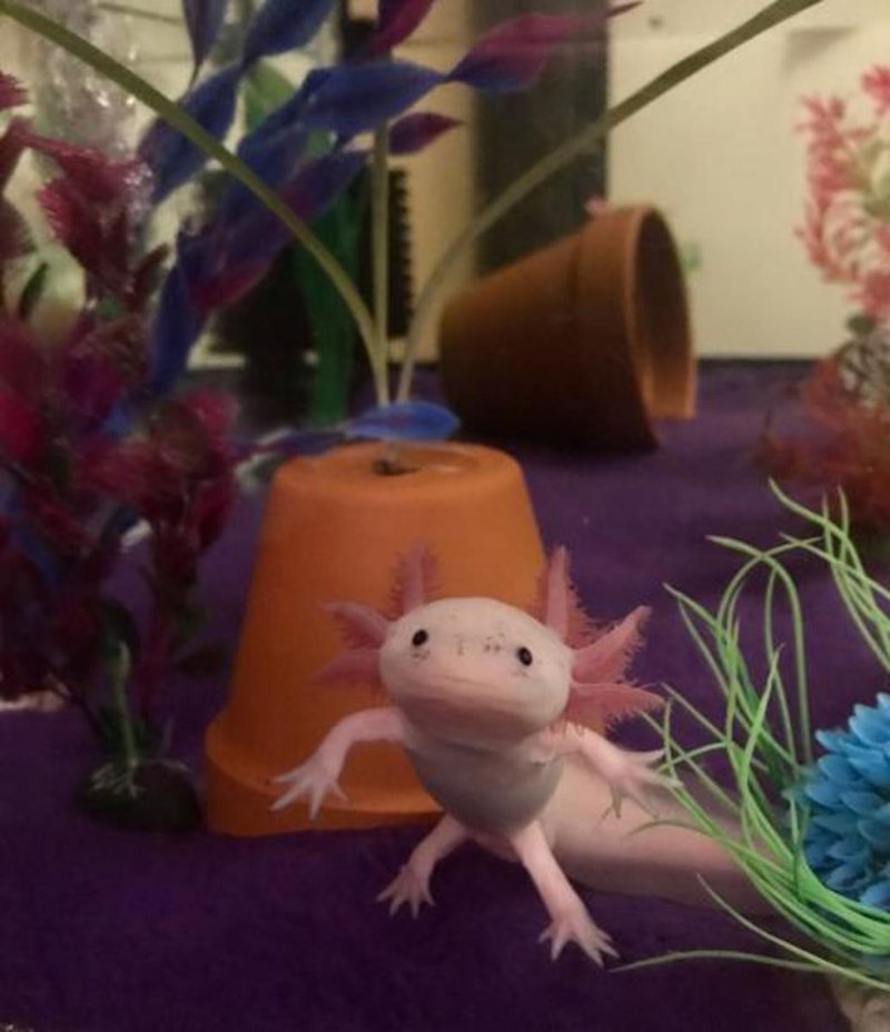 Why Is My Axolotl Floating? Common Health Issues Explained