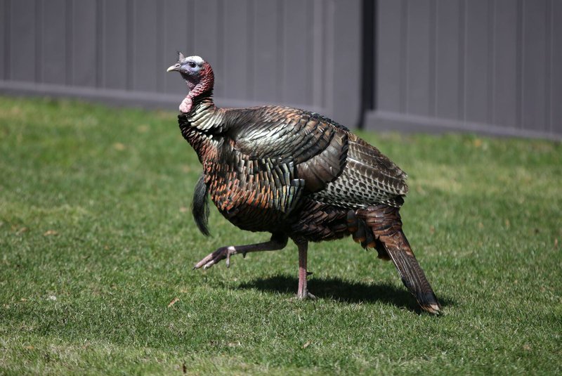 Why Is My Turkey Acting Aggressive? Behavior Issues