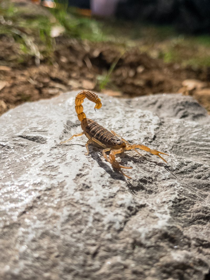 Why Scorpions Are Important To The Ecosystem
