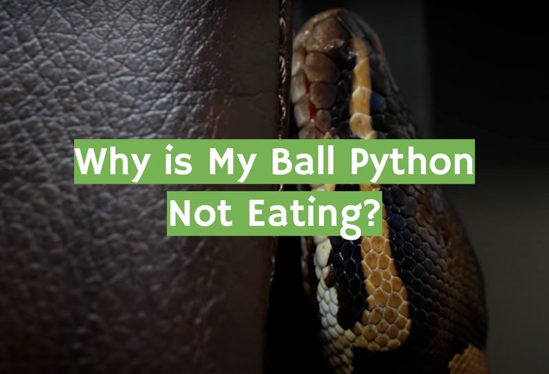 Why Your Ball Python Isnâ€™T Eating Â€“ Causes And Solutions