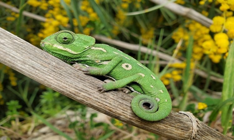 Why Your Chameleon Isn'T Eating €“ Common Causes