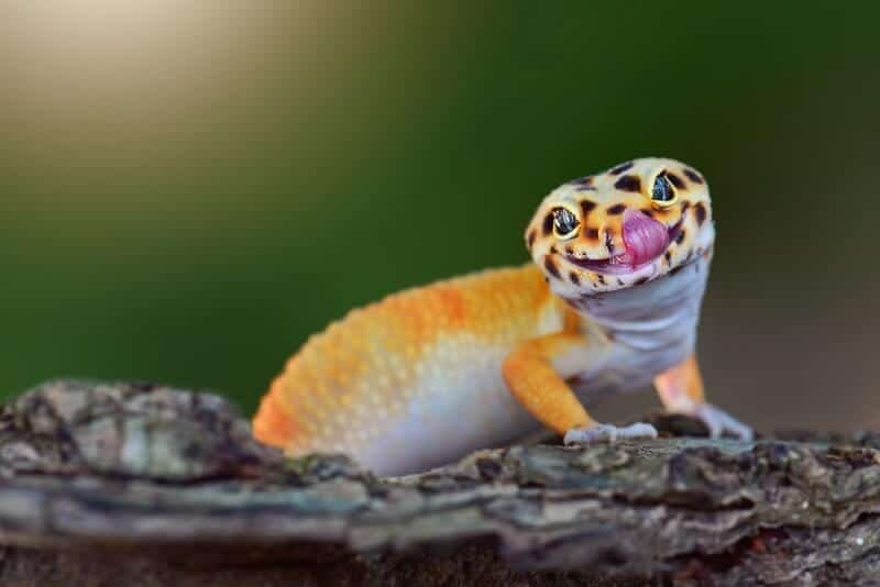Why Your Leopard Gecko Isn’T Eating €“ Common Causes