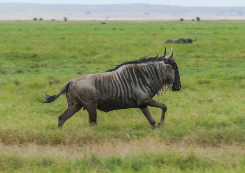 Wildebeest