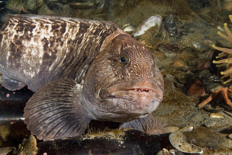 Wolffish