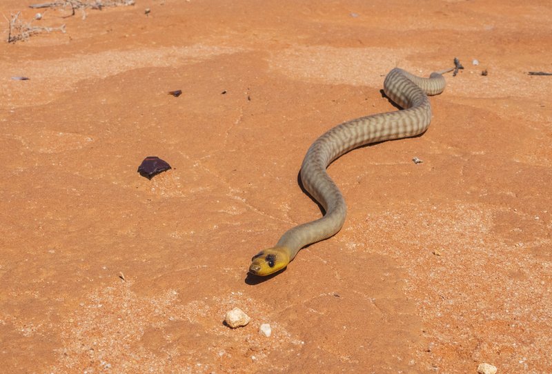 Woma Python