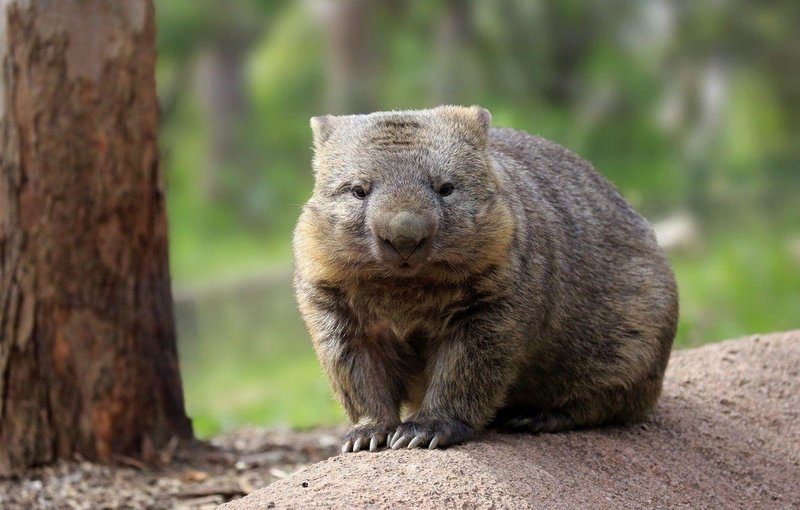 Wombat