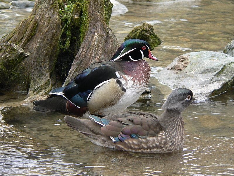 Wood Duck Nesting Habits And Lifecycle